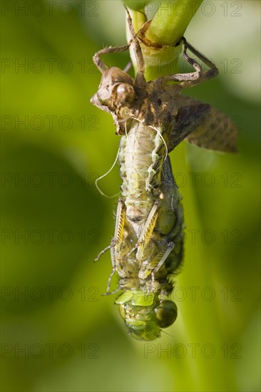 Broad-bodied Chaser adult