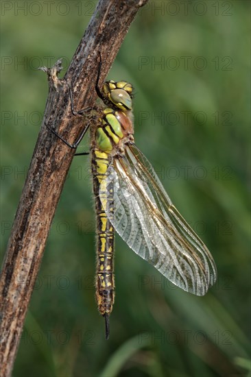 Hairy Dragonfly