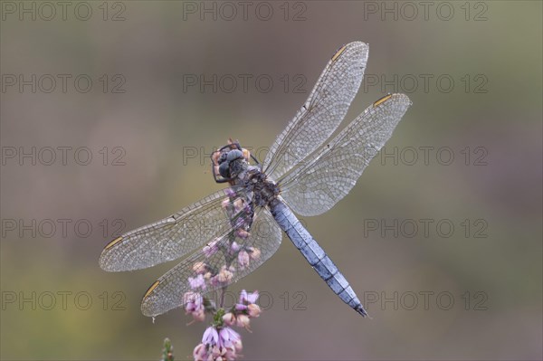 Orthetrum coerculescens