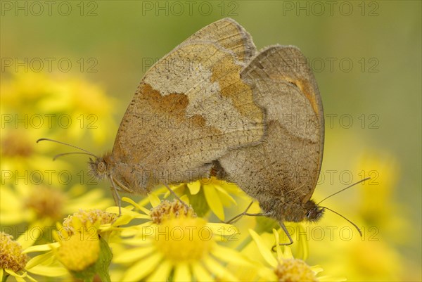 Meadow Brown