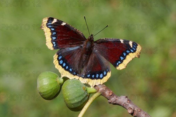 Camberwell Beauty