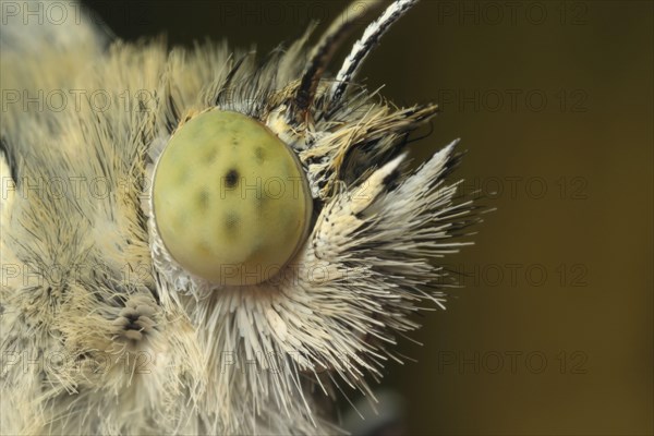 Large White