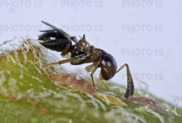 Parasitoid wasp