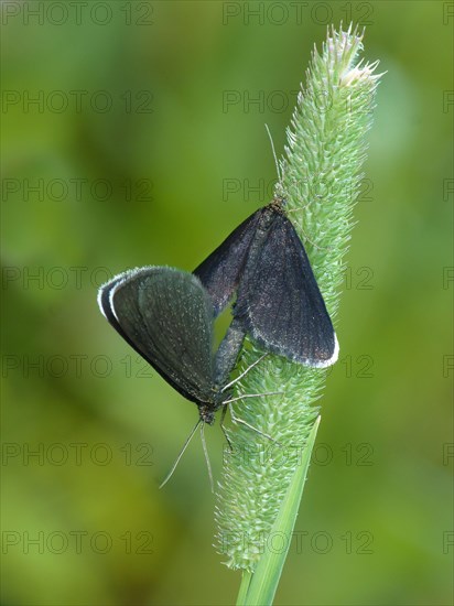 Chimney Sweeper