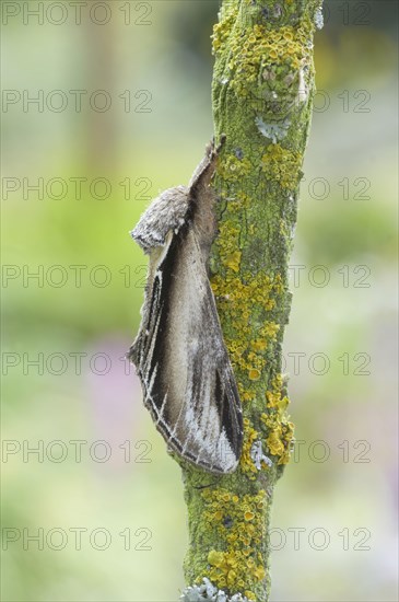 Swallow Prominent