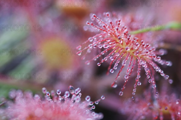 Round-leaved Sundew