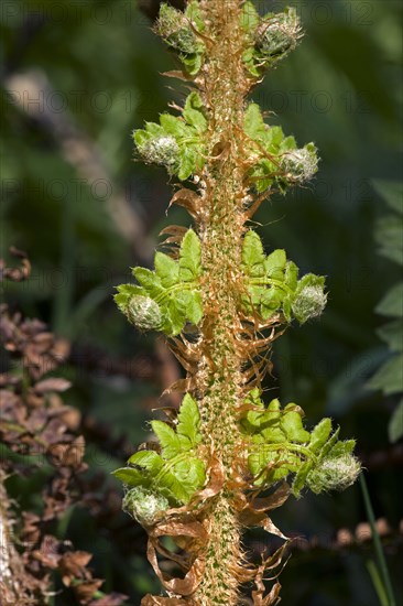 Bipinnate leaf on a male fern
