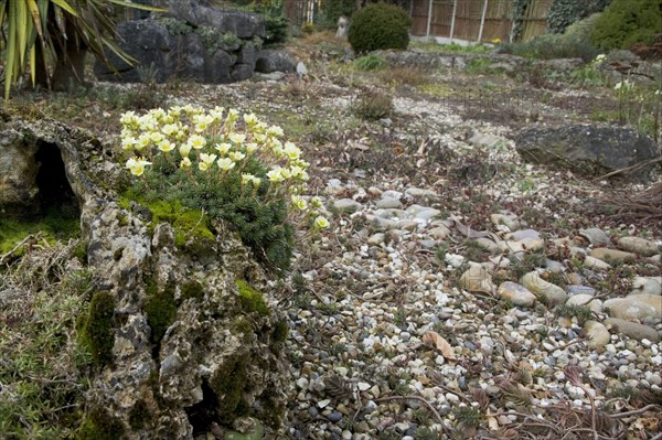 Cushion saxifrage