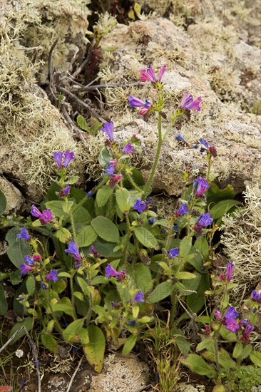 Lanzarote Bugloss