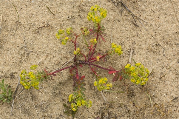 Portland Spurge