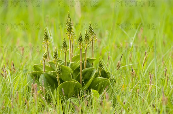 Common Twayblade