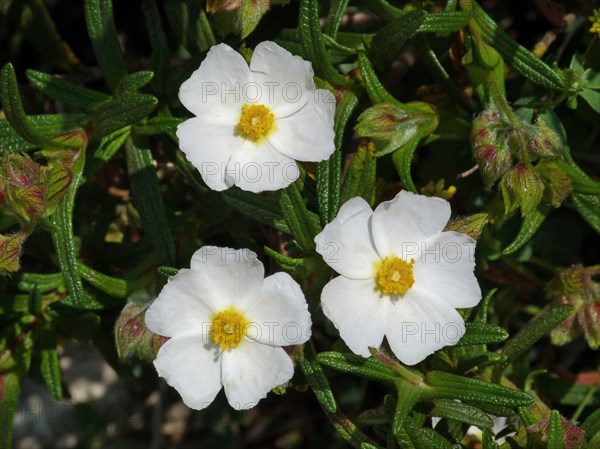 Montpelier Rockrose