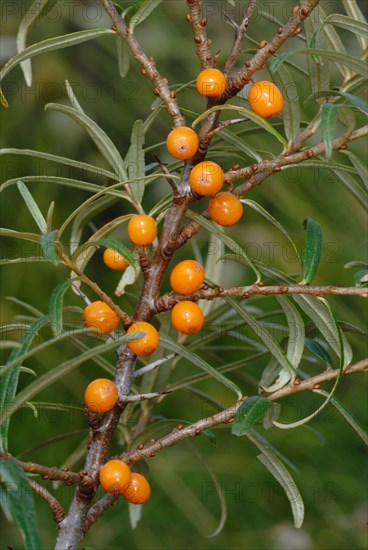 Sea Buckthorn