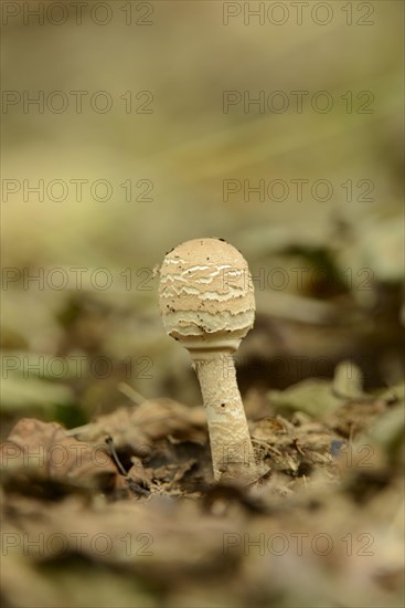 Shaggy Parasol