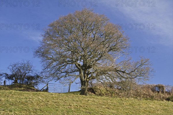 Common Oak