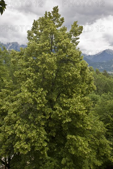 Large-leafed Lime