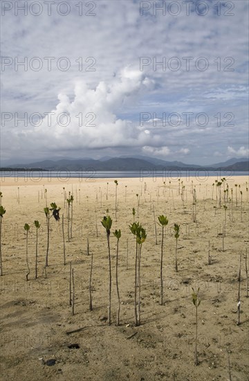 Mangrove