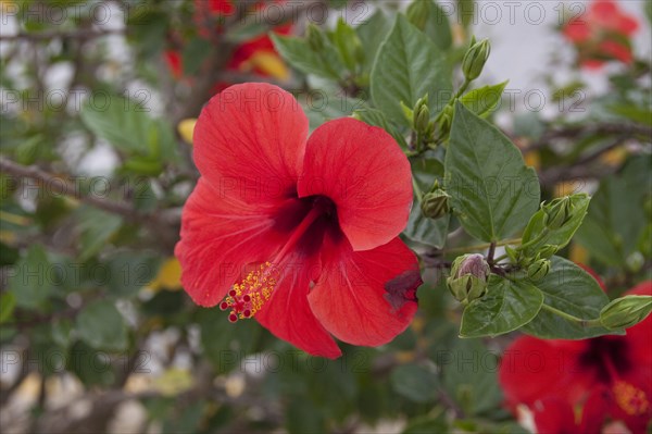 Red hibiscus