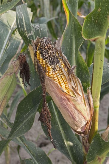 Exposed ripe corn on the corn cob