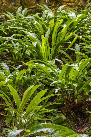 Hart's-tongue fern