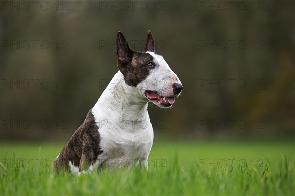 Bull Terrier