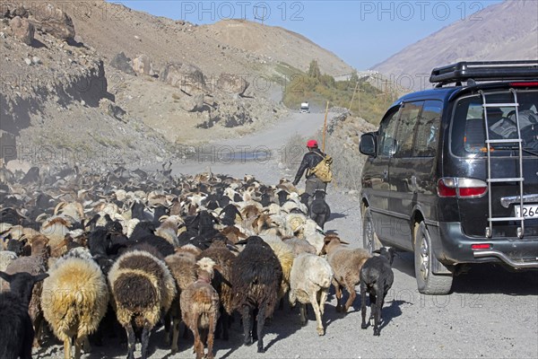 Car passes a Tajik shepherd tending a flock of sheep on the Pamir Highway