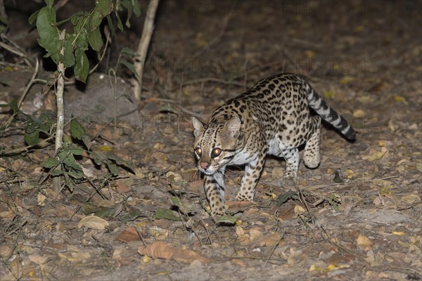 Ocelot