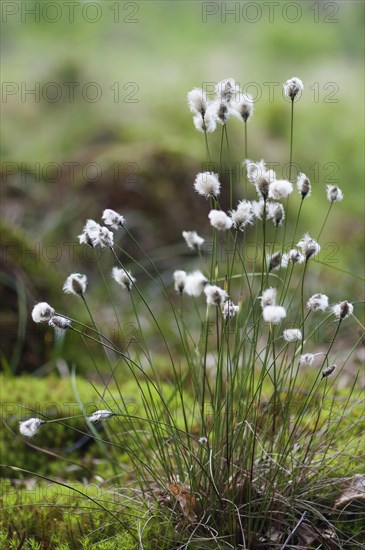 (Eriophorum vaginatum)