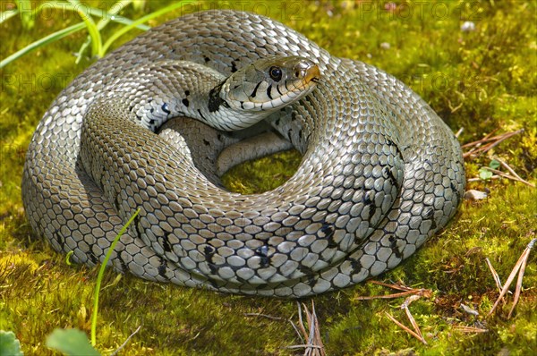 Barred ring snake