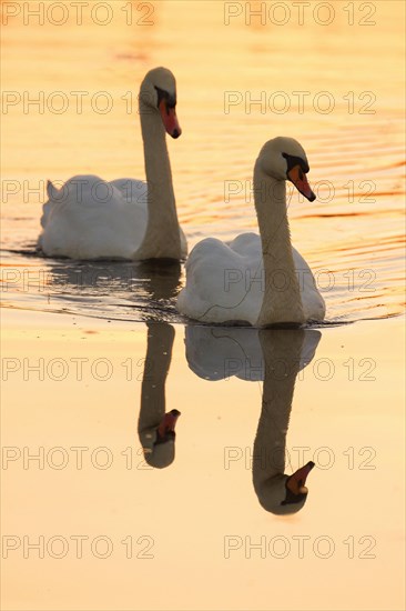 Mute Swans