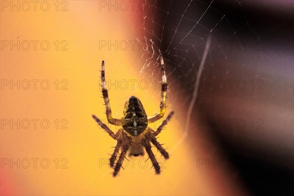 European garden spider