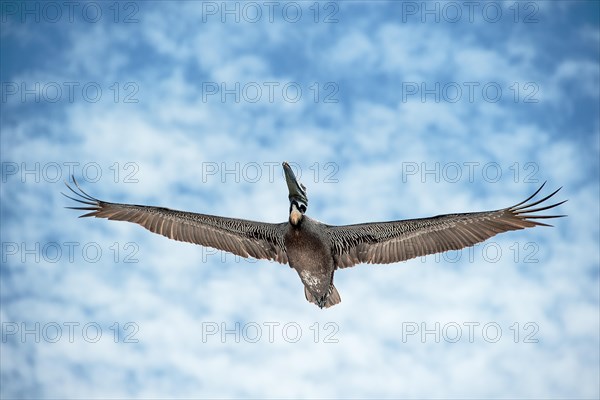 Brown pelican