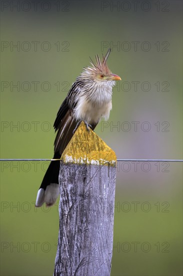 Guira Cuckoo