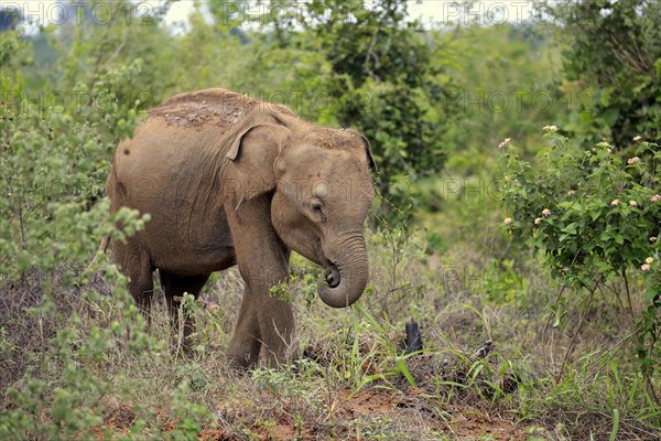 Sri Lankan elephant