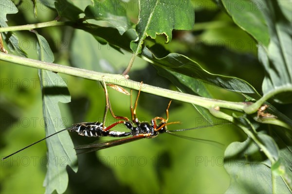 Wood wasp