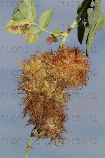 Rose gall wasp