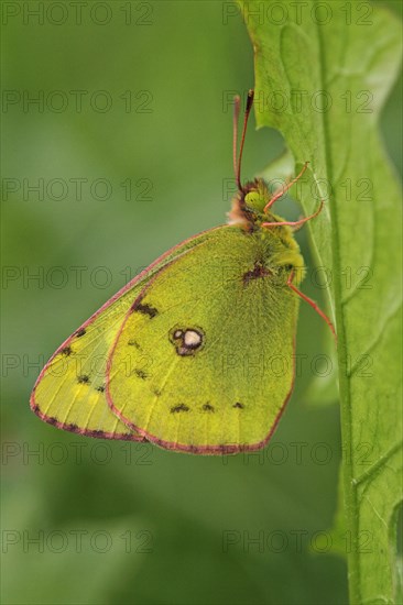 Pale clouded yellow