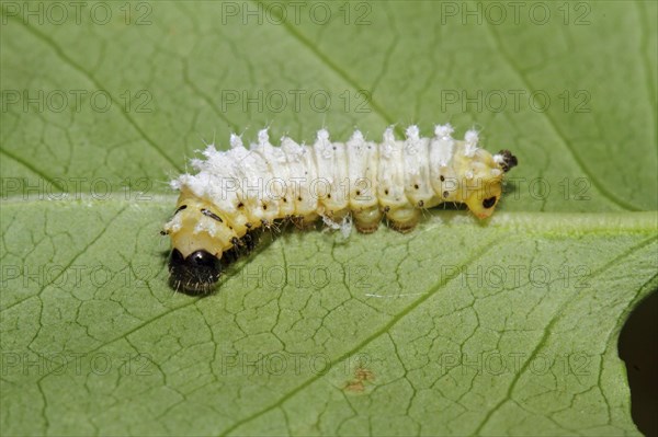 Goddess tree moth