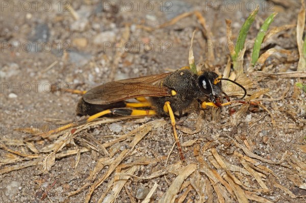 Mudpuppy wasp