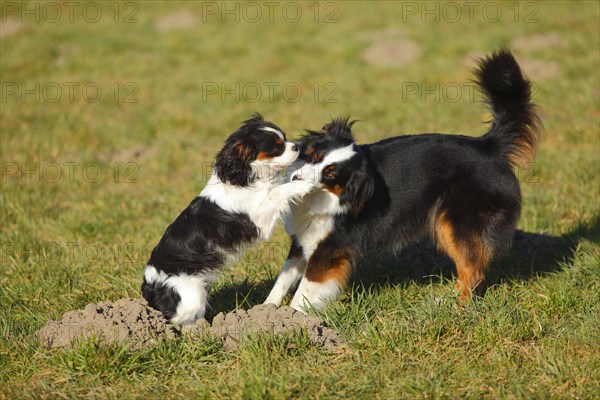 Australian Shepherd