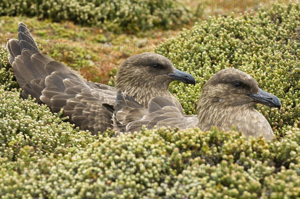 Stercorarius antarctica