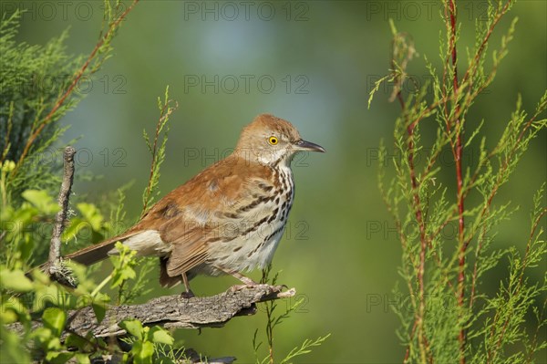 Brown thrasher