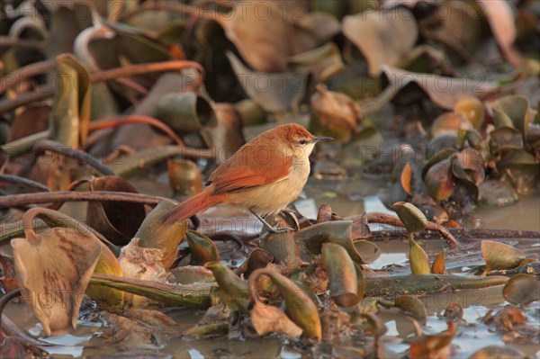 Yellow-chinned Spinetail