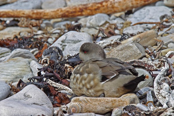 Patagonian crested duck