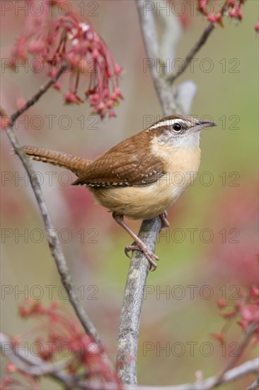 Carolina Wren