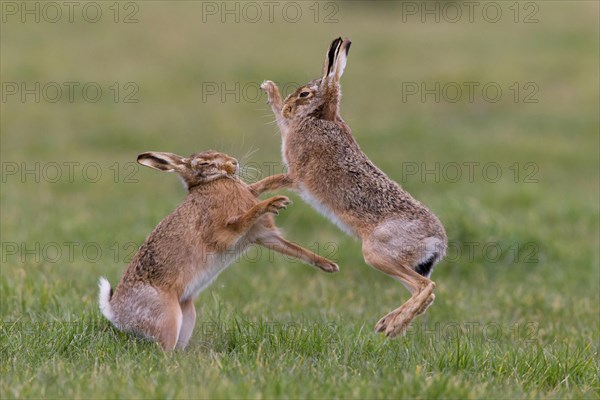 European Hare