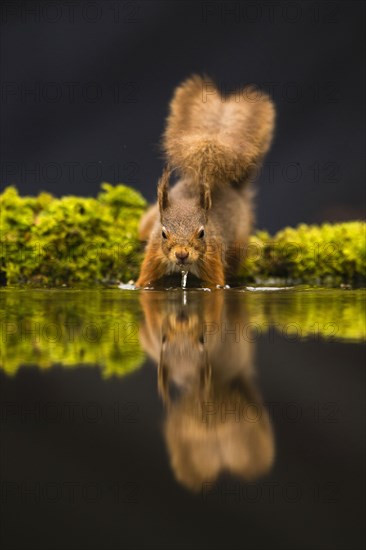 Eurasian red squirrel