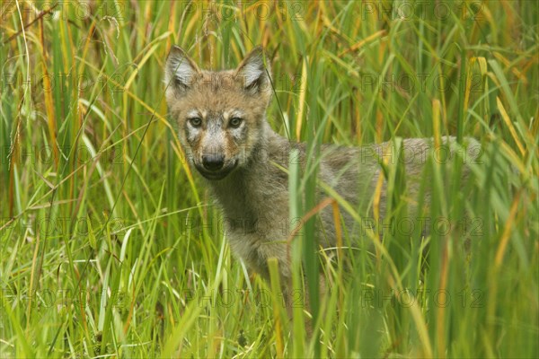 Grey gray wolf