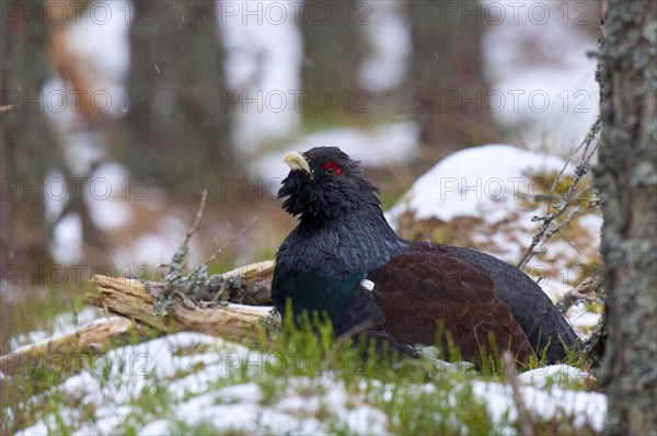 Western western capercaillie