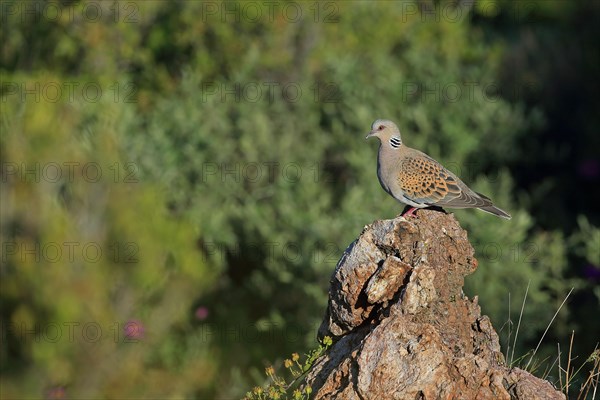 Turtle dove